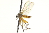  ( - CNC DIPTERA 161563)  @14 [ ] CreativeCommons - Attribution (2011) CNC/CBG Photography Group Centre for Biodiversity Genomics