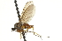  ( - CNC DIPTERA 161565)  @14 [ ] CreativeCommons - Attribution (2011) CNC/CBG Photography Group Centre for Biodiversity Genomics