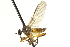  ( - CNC DIPTERA 161566)  @13 [ ] CreativeCommons - Attribution (2011) CNC/CBG Photography Group Centre for Biodiversity Genomics