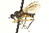  ( - CNC DIPTERA 161588)  @13 [ ] CreativeCommons - Attribution (2011) CNC/CBG Photography Group Centre for Biodiversity Genomics