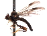  (Syneches thoracicus - CNC DIPTERA 161657)  @14 [ ] CreativeCommons - Attribution (2011) CNC/CBG Photography Group Centre for Biodiversity Genomics