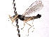  ( - CNC DIPTERA 161763)  @11 [ ] CreativeCommons - Attribution (2012) CNC/CBG Photography Group Centre for Biodiversity Genomics