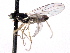  ( - CNC DIPTERA 161766)  @11 [ ] CreativeCommons - Attribution (2012) CNC/CBG Photography Group Centre for Biodiversity Genomics