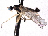 ( - CNC DIPTERA 161767)  @11 [ ] CreativeCommons - Attribution (2012) CNC/CBG Photography Group Centre for Biodiversity Genomics