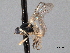  ( - CNC DIPTERA 161774)  @11 [ ] CreativeCommons - Attribution (2011) CNC/CBG Photography Group Centre for Biodiversity Genomics