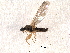  (Metachela - CNC DIPTERA 161779)  @12 [ ] CreativeCommons - Attribution (2011) CNC/CBG Photography Group Centre for Biodiversity Genomics