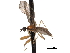  ( - CNC DIPTERA 161782)  @12 [ ] CreativeCommons - Attribution (2011) CNC/CBG Photography Group Centre for Biodiversity Genomics