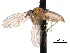  ( - CNC DIPTERA 161783)  @13 [ ] CreativeCommons - Attribution (2011) CNC/CBG Photography Group Centre for Biodiversity Genomics