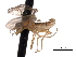  ( - CNC DIPTERA 161785)  @11 [ ] CreativeCommons - Attribution (2011) CNC/CBG Photography Group Centre for Biodiversity Genomics