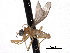  ( - CNC DIPTERA 161786)  @11 [ ] CreativeCommons - Attribution (2011) CNC/CBG Photography Group Centre for Biodiversity Genomics