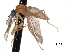  ( - CNC DIPTERA 161787)  @11 [ ] CreativeCommons - Attribution (2011) CNC/CBG Photography Group Centre for Biodiversity Genomics