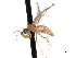 ( - CNC DIPTERA 161788)  @13 [ ] CreativeCommons - Attribution (2011) CNC/CBG Photography Group Centre for Biodiversity Genomics