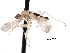  ( - CNC DIPTERA 161811)  @13 [ ] CreativeCommons - Attribution (2011) CNC/CBG Photography Group Centre for Biodiversity Genomics