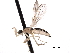  ( - CNC DIPTERA 161812)  @13 [ ] CreativeCommons - Attribution (2011) CNC/CBG Photography Group Centre for Biodiversity Genomics