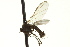  (Rhamphomyia sp. 31 - CNC DIPTERA 163247)  @12 [ ] CreativeCommons - Attribution (2012) CNC/CBG Photography Group Centre for Biodiversity Genomics