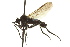  ( - CNC DIPTERA 163255)  @13 [ ] CreativeCommons - Attribution (2012) CNC/CBG Photography Group Centre for Biodiversity Genomics