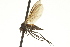  (Rhamphomyia sp. 49 - CNC DIPTERA 163321)  @14 [ ] CreativeCommons - Attribution (2012) CNC/CBG Photography Group Centre for Biodiversity Genomics