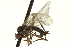  ( - CNC DIPTERA 163334)  @12 [ ] CreativeCommons - Attribution (2012) CNC/CBG Photography Group Centre for Biodiversity Genomics