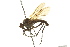  ( - CNC DIPTERA 163348)  @11 [ ] CreativeCommons - Attribution (2012) CNC/CBG Photography Group Centre for Biodiversity Genomics