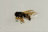  (Chrysotoxum sapporense - CNC566711)  @11 [ ] No Rights Reserved (2015) Unspecified CNC