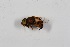  (Eristalinus arvorum - CNC566823)  @11 [ ] No Rights Reserved (2016) Unspecified CNC
