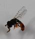  (Paragus politus - CNC566879)  @12 [ ] No Rights Reserved (2015) Unspecified CNC