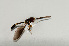  (Asiobaccha nubilipennis - CNC569366)  @11 [ ] No Rights Reserved (2015) Unspecified CNC