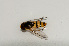  (Asarkina laticornis - CNC569435)  @11 [ ] No Rights Reserved (2015) Unspecified CNC
