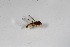  ( - CNC571973)  @12 [ ] No Rights Reserved (2016) Unspecified CNC