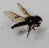  (Betasyrphus - CNC573383)  @14 [ ] No Rights Reserved (2015) Unspecified CNC