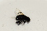  (Kertesziomyia violascens - CNC574709)  @11 [ ] No Rights Reserved (2015) Unspecified CNC