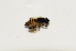  (Mallota curvigaster - CNC590591)  @11 [ ] No Rights Reserved (2015) Unspecified CNC