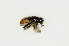  (Mesembrius strigilatus - CNC590650)  @11 [ ] No Rights Reserved (2015) Unspecified CNC