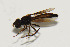  (Pelecinobaccha ovipositoria - INPA-DT0000781)  @11 [ ] No Rights Reserved (2015) Unspecified CNC