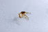  (Hybobathus sp. INPA1 - INPA-DT0000785)  @11 [ ] No Rights Reserved (2015) Unspecified CNC