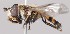  (Didea fasciata - Jeff_Skevington_Specimen45201)  @15 [ ] No Rights Reserved (2015) Unspecified CNC