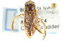  ( - CNC#HEM300316)  @11 [ ] CreativeCommons - Attribution (2011) CNC/CBG Photography Group Centre for Biodiversity Genomics
