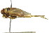  ( - CNC#HEM300343)  @13 [ ] CreativeCommons - Attribution (2011) CNC/CBG Photography Group Centre for Biodiversity Genomics