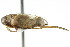  ( - CNC#HEM300346)  @11 [ ] CreativeCommons - Attribution (2011) CNC/CBG Photography Group Centre for Biodiversity Genomics