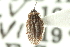  ( - CNC#HEM300425)  @11 [ ] CreativeCommons - Attribution (2011) CNC/CBG Photography Group Centre for Biodiversity Genomics
