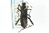  ( - CNC#HEM300462)  @14 [ ] CreativeCommons - Attribution (2011) CNC/CBG Photography Group Centre for Biodiversity Genomics