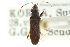  (Horridipamera - CNC#HEM300566)  @13 [ ] CreativeCommons - Attribution (2011) CNC/CBG Photography Group Centre for Biodiversity Genomics