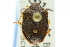  ( - CNC#HEM300627)  @11 [ ] CreativeCommons - Attribution (2011) CNC/CBG Photography Group Centre for Biodiversity Genomics