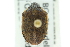  ( - CNC#HEM300628)  @11 [ ] CreativeCommons - Attribution (2011) CNC/CBG Photography Group Centre for Biodiversity Genomics
