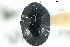  ( - CNC#HEM300639)  @11 [ ] CreativeCommons - Attribution (2011) CNC/CBG Photography Group Centre for Biodiversity Genomics