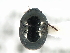  ( - CNC#HEM300640)  @11 [ ] CreativeCommons - Attribution (2011) CNC/CBG Photography Group Centre for Biodiversity Genomics