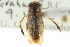  (Callicorixa vulnerata - CNC#HEM300744)  @13 [ ] CreativeCommons - Attribution (2011) CNC/CBG Photography Group Centre for Biodiversity Genomics