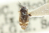  ( - CNC#HEM300794)  @11 [ ] CreativeCommons - Attribution (2011) CNC/CBG Photography Group Centre for Biodiversity Genomics