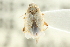  ( - CNC#HEM300795)  @11 [ ] CreativeCommons - Attribution (2011) CNC/CBG Photography Group Centre for Biodiversity Genomics