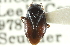  ( - CNC#HEM300804)  @11 [ ] CreativeCommons - Attribution (2011) CNC/CBG Photography Group Centre for Biodiversity Genomics